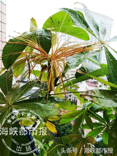 發財樹 開花|你見過「發財樹」開花結果嗎？掌握關鍵1點，樹上掛滿小果子，。